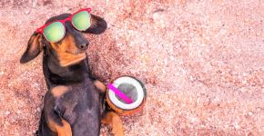 Água de coco, chá de camomila e mais: 5 bebidas seguras para oferecer aos pets nos dias quentes