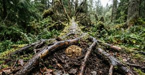 Encontraram em uma floresta da Noruega, sob uma árvore caída, o encaixe de uma espada de ouro com mais de mil e quinhentos anos de existência