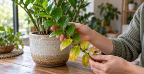 Uma jardineira explica: folhas amareladas nem sempre significam falta de água — o que observar antes de regar