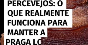 Percevejos: o que realmente funciona para manter a praga longe