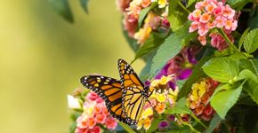 Foto: (Orchidpoet/istock)