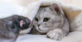 Gato e rato: 7 mitos e verdades sobre a relação entre esses animais 