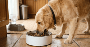 Eu substituí a vasilha de plástico do cachorro por este modelo de cerâmica pesada e o resultado no controle das bactérias surpreendeu o veterinário