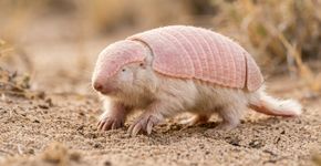 O pequeno mamífero que parece um tatu de brinquedo e passa quase toda a vida escondido debaixo da areia