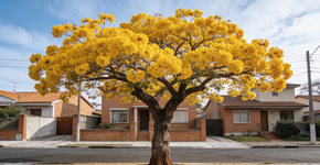 A “joia do cerrado” que deixa qualquer calçada parecendo uma pintura de ouro