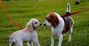 5 erros comuns de quem adota pet sem estar pronto