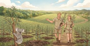 Steve e Terri Irwin compraram uma área de 3.500 acres e plantaram 44 mil árvores para salvar o habitat dos coalas na Austrália