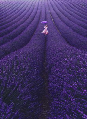 Valensole, Provence, França