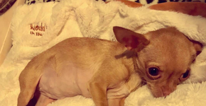 Chihuahua brinca pela 1ª vez após sair de fábrica de filhotes
