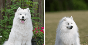 7 diferenças entre os cães das raças samoieda e spitz japonês