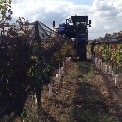  Na produção em larga escala, as uvas são colhidas por caminhões em processos automatizados.