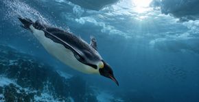 Pinguins conseguem suportar longos mergulhos ao reduzir o gasto de oxigênio em partes do corpo, mas cada espécie tem seu limite