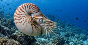 Náutilos ajustam gases e líquidos em câmaras da concha para controlar a flutuação sem gastar energia como um peixe em movimento