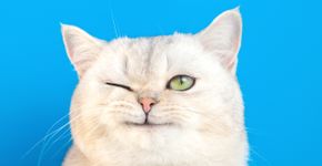 Foto: (Natasha Zakharova/istock)