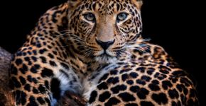 Leopardo: 10 curiosidades sobre esse felino selvagem 