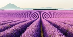 Fotos de campos de lavanda pelo mundo