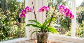 Conselhos para famílias brasileiras que cultivam orquídeas