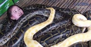 Massagem exótica com cobras