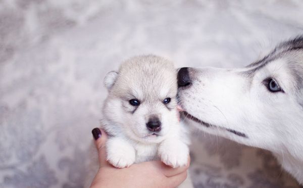 Fotógrafa registra cães da raça husky siberiano