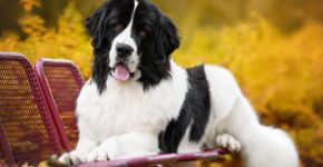 Landseer: conheça as características dessa raça de cachorro 