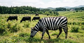 Cientistas pintaram vacas pretas com listras brancas para avaliar se as marcas das zebras afastam moscas picadoras, e as vacas pintadas atraíram 50% menos moscas, reforçando a teoria de que as zebras desenvolveram sua coloração não para camuflagem ou para se protegerem do calor, mas como um repelente natural de insetos