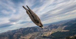 Este falcão derruba aves em pleno voo com mergulhos que podem ultrapassar 300 quilômetros por hora
