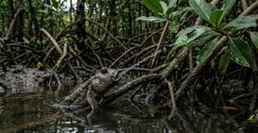 Este peixe mira em insetos fora da água e derruba suas presas disparando um jato certeiro como se estivesse usando uma arma
