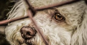Luto, empatia e depressão não são emoções exclusivas dos humanos