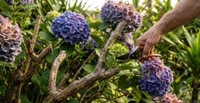 Hortênsia não deve ser podada no outono: se fizer isso, você pode perder toda a floração do próximo ano