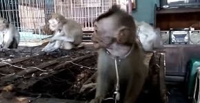 Foto: (© Scorpion Wildlife Trade Monitoring Group)