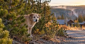 Cachorra de 10 anos foge de cabana em Yellowstone, sobrevive mais de um mês numa região com animais selvagens e é reencontrada após mobilização de voluntários