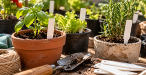 Como criar um marcador de plantas que não desaparece depois da primeira rega