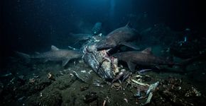 A China lançou uma carcaça bovina a 1.600 metros de profundidade e despertou inesperadamente oito criaturas misteriosas, revelando vida no oceano profundo onde quase nada deveria se mover