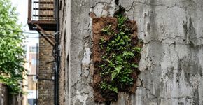 A Turquia apresenta um material adesivo parecido com um selo que consegue transformar paredes em jardins e pode mudar a forma como imaginamos as cidades verdes