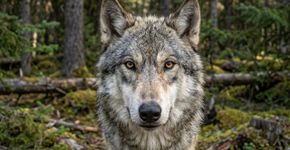 19 lobos reconstruíram a população de Isle Royale, e um casal de irmãos teve pelo menos 12 filhotes; estudo aponta mais de 80% de chance de persistência por 20 anos