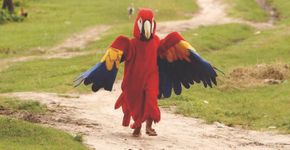 Existe um bloquinho no Pará que homenageia os animais da Amazônia