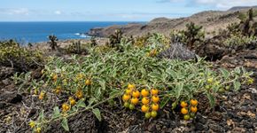 Os cientistas estão surpresos ao descobrir que os tomates nas Ilhas Galápagos parecem estar evoluindo ao contrário: estão recuperando um escudo molecular ancestral há muito perdido