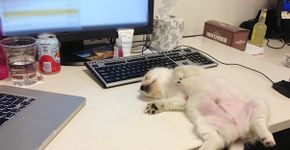 10 fotos que provam que filhotes dormem em qualquer lugar