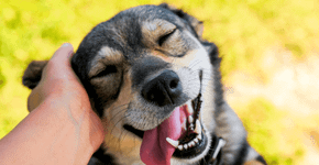 Foto: (Nataba/iStock)