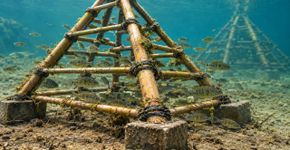 Voluntário de 81 anos passou 6 anos construindo pirâmides de bambu para proteger peixes jovens, enquanto programa afundou mais de 3.500 árvores recicladas em lago da Geórgia