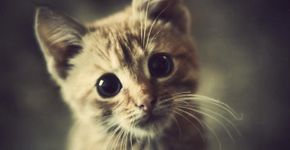 Conheça sete boas razões para adotar um gato de um abrigo