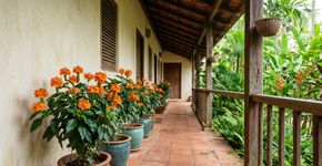 A planta indiana mais resistente para cultivar no corredor externo: como cuidar e incentivar novas flores