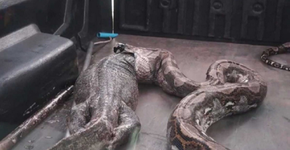 Após estresse, cobra vomita lagarto de 15 quilos