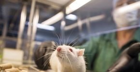 Marcas que você ama e que ainda testam em animais