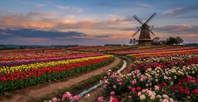 Um pedaço da Holanda no Brasil: um refúgio com moinho de 38 metros e campos que abastecem o país com flores