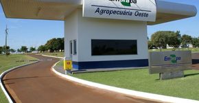Foto: (Divulgação/MAPA)