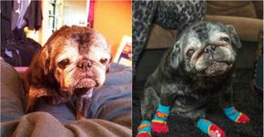 Dona faz meias para sua pug tristinha; entenda o motivo