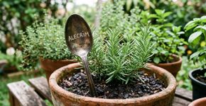 Uma colher antiga pode ganhar uma função inesperada no jardim