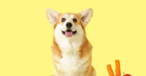 9 sabores que os cachorros mais gostam 