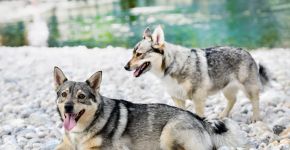 Spitz dos visigodos: conheça essa raça de cachorro viking de lendas antigas